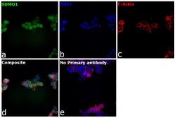 Invitrogen SUMO1 Monoclonal Antibody (T.243.0) 100 &mu;L; Unconjugated:Antibodies,