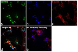 Invitrogen SUMO1 Monoclonal Antibody (T.243.0) 100 &mu;L; Unconjugated:Antibodies,