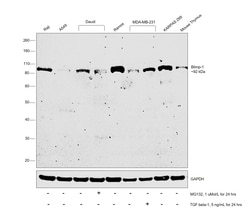 Invitrogen Blimp-1 Monoclonal Antibody (E.995.1) 100 &mu;L; Unconjugated:Antibodies,