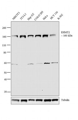 Invitrogen EHMT2 Monoclonal Antibody (B.133.9) 100 &mu;L; Unconjugated:Antibodies,