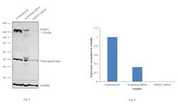 Invitrogen EHMT2 Monoclonal Antibody (B.133.9) 100 &mu;L; Unconjugated:Antibodies,
