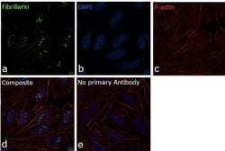 Invitrogen Fibrillarin Monoclonal Antibody (J.99.5) 100 &mu;L; Unconjugated:Antibodies,