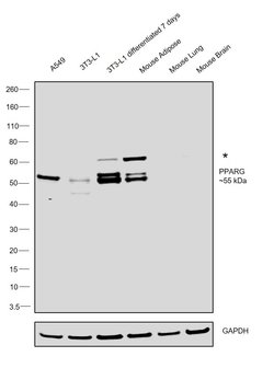 Invitrogen PPAR gamma Monoclonal Antibody (K.242.9) 100 &mu;L; Unconjugated:Antibodies,