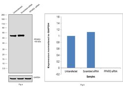 Invitrogen PPAR gamma Monoclonal Antibody (K.242.9) 100 &mu;L; Unconjugated:Antibodies,