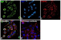 Invitrogen PKM2 Monoclonal Antibody (J.473.9) 100 &mu;L; Unconjugated:Antibodies,