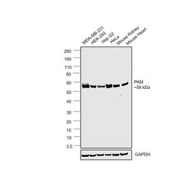 Invitrogen PKM2 Monoclonal Antibody (J.473.9) 100 &mu;L; Unconjugated:Antibodies,