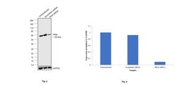 Invitrogen PKM2 Monoclonal Antibody (J.473.9) 100 &mu;L; Unconjugated:Antibodies,