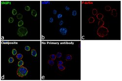 Invitrogen SHIP1 Monoclonal Antibody (T.7.7) 100 &mu;L; Unconjugated:Antibodies,