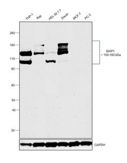 Invitrogen SHIP1 Monoclonal Antibody (T.7.7) 100 &mu;L; Unconjugated:Antibodies,