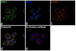 Invitrogen SHIP1 Monoclonal Antibody (J.571.5) 100 &mu;L; Unconjugated:Antibodies,