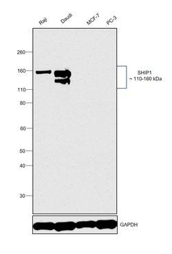 Invitrogen SHIP1 Monoclonal Antibody (J.571.5) 100 &mu;L; Unconjugated:Antibodies,