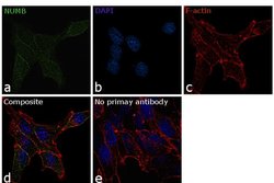 Invitrogen NUMB Monoclonal Antibody (S.925.4) 100 &mu;L; Unconjugated:Antibodies,