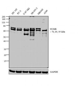 Invitrogen NUMB Monoclonal Antibody (S.925.4) 100 &mu;L; Unconjugated:Antibodies,