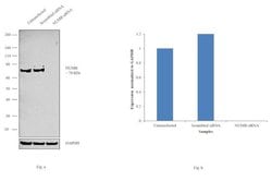 Invitrogen NUMB Monoclonal Antibody (S.925.4) 100 &mu;L; Unconjugated:Antibodies,