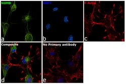 Invitrogen NUMB Monoclonal Antibody (T.873.4) 100 &mu;L; Unconjugated:Antibodies,