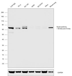 Invitrogen NUMB Monoclonal Antibody (T.873.4) 100 &mu;L; Unconjugated:Antibodies,