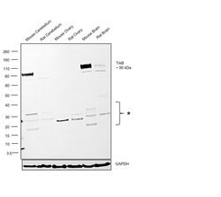 Invitrogen TrkB Monoclonal Antibody (J.977.7) 100 &mu;L; Unconjugated:Antibodies,