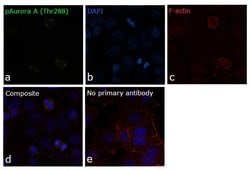 Invitrogen Phospho-Aurora A (Thr288) Monoclonal Antibody (F.131.2) 100