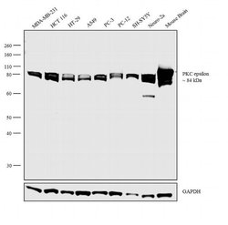 Invitrogen PKC epsilon Monoclonal Antibody (H.51.9) 100 &mu;L; Unconjugated:Antibodies,