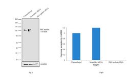 Invitrogen PKC epsilon Monoclonal Antibody (H.51.9) 100 &mu;L; Unconjugated:Antibodies,