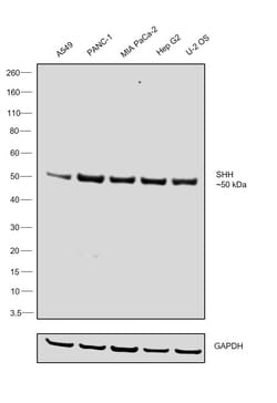 Invitrogen SHH Monoclonal Antibody (G.162.10) 100 &mu;L; Unconjugated:Antibodies,