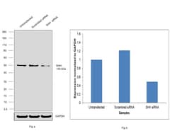 Invitrogen SHH Monoclonal Antibody (G.162.10) 100 &mu;L; Unconjugated:Antibodies,