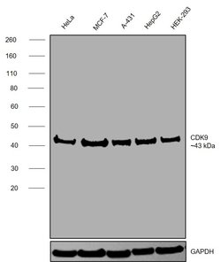 Invitrogen CDK9 Monoclonal Antibody (K.513.1) 100 &mu;L; Unconjugated:Antibodies,