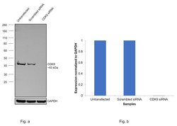 Invitrogen CDK9 Monoclonal Antibody (K.513.1) 100 &mu;L; Unconjugated:Antibodies,