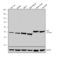 Invitrogen CSK Monoclonal Antibody (C.678.4) 100 &mu;L; Unconjugated:Antibodies,