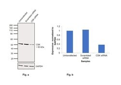 Invitrogen CSK Monoclonal Antibody (C.678.4) 100 &mu;L; Unconjugated:Antibodies,
