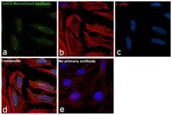 Invitrogen CRTC3 Monoclonal Antibody (R.185.4) 100 &mu;L; Unconjugated:Antibodies,