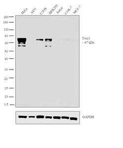 Invitrogen CRTC3 Monoclonal Antibody (R.185.4) 100 &mu;L; Unconjugated:Antibodies,