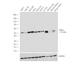 Invitrogen MNK1 Monoclonal Antibody (E.611.4) 100 &mu;L; Unconjugated:Antibodies,