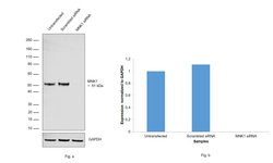 Invitrogen MNK1 Monoclonal Antibody (E.611.4) 100 &mu;L; Unconjugated:Antibodies,