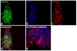 Invitrogen TCF7L2 Monoclonal Antibody (T.473.8) 100 &mu;L; Unconjugated:Antibodies,
