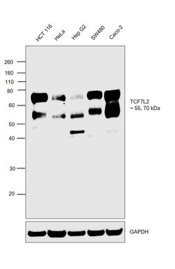 Invitrogen TCF7L2 Monoclonal Antibody (T.473.8) 100 &mu;L; Unconjugated:Antibodies,