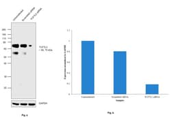 Invitrogen TCF7L2 Monoclonal Antibody (T.473.8) 100 &mu;L; Unconjugated:Antibodies,