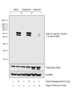 Phospho-JNK1/JNK2 (Thr183, Tyr185) Monoclonal Antibody (F.971.6), Invitrogen