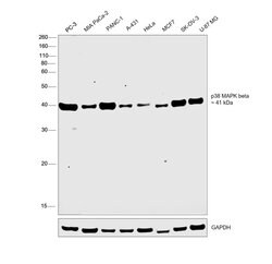 Invitrogen p38 MAPK beta Monoclonal Antibody (F.10.8) 100 &mu;L; Unconjugated:Antibodies,
