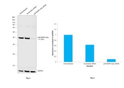 Invitrogen p38 MAPK beta Monoclonal Antibody (F.10.8) 100 &mu;L; Unconjugated:Antibodies,