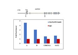 Invitrogen Ku80 Monoclonal Antibody (S.669.4) 100 &mu;L; Unconjugated:Antibodies,
