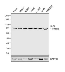 Invitrogen Ku80 Monoclonal Antibody (S.669.4) 100 &mu;L; Unconjugated:Antibodies,