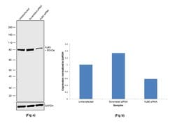 Invitrogen Ku80 Monoclonal Antibody (S.669.4) 100 &mu;L; Unconjugated:Antibodies,