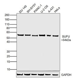 Invitrogen SUFU Monoclonal Antibody (T.482.4) 100 &mu;L; Unconjugated:Antibodies,
