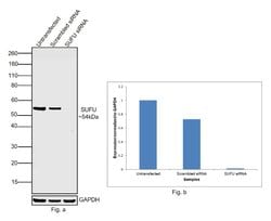 Invitrogen SUFU Monoclonal Antibody (T.482.4) 100 &mu;L; Unconjugated:Antibodies,