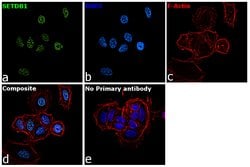 Invitrogen SETDB1 Monoclonal Antibody (K.137.7) 100 &mu;L; Unconjugated:Antibodies,