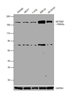 Invitrogen SETDB1 Monoclonal Antibody (K.137.7) 100 &mu;L; Unconjugated:Antibodies,