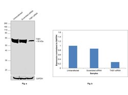Invitrogen TAB1 Monoclonal Antibody (F.211.6) 100 &mu;L | Buy Online | Invitrogen&trade; | Fisher Scientific