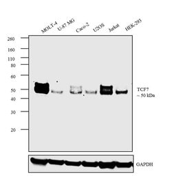 Invitrogen TCF7 Monoclonal Antibody (C.725.7) 100 &mu;L; Unconjugated:Antibodies,