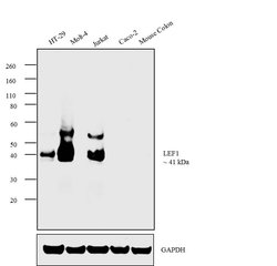 Invitrogen LEF1 Monoclonal Antibody (E.281.8) 100 &mu;L; Unconjugated:Antibodies,